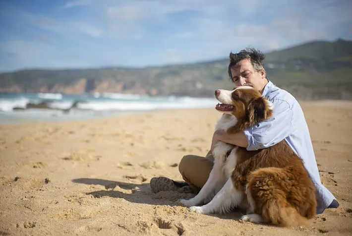 International pet relocation support